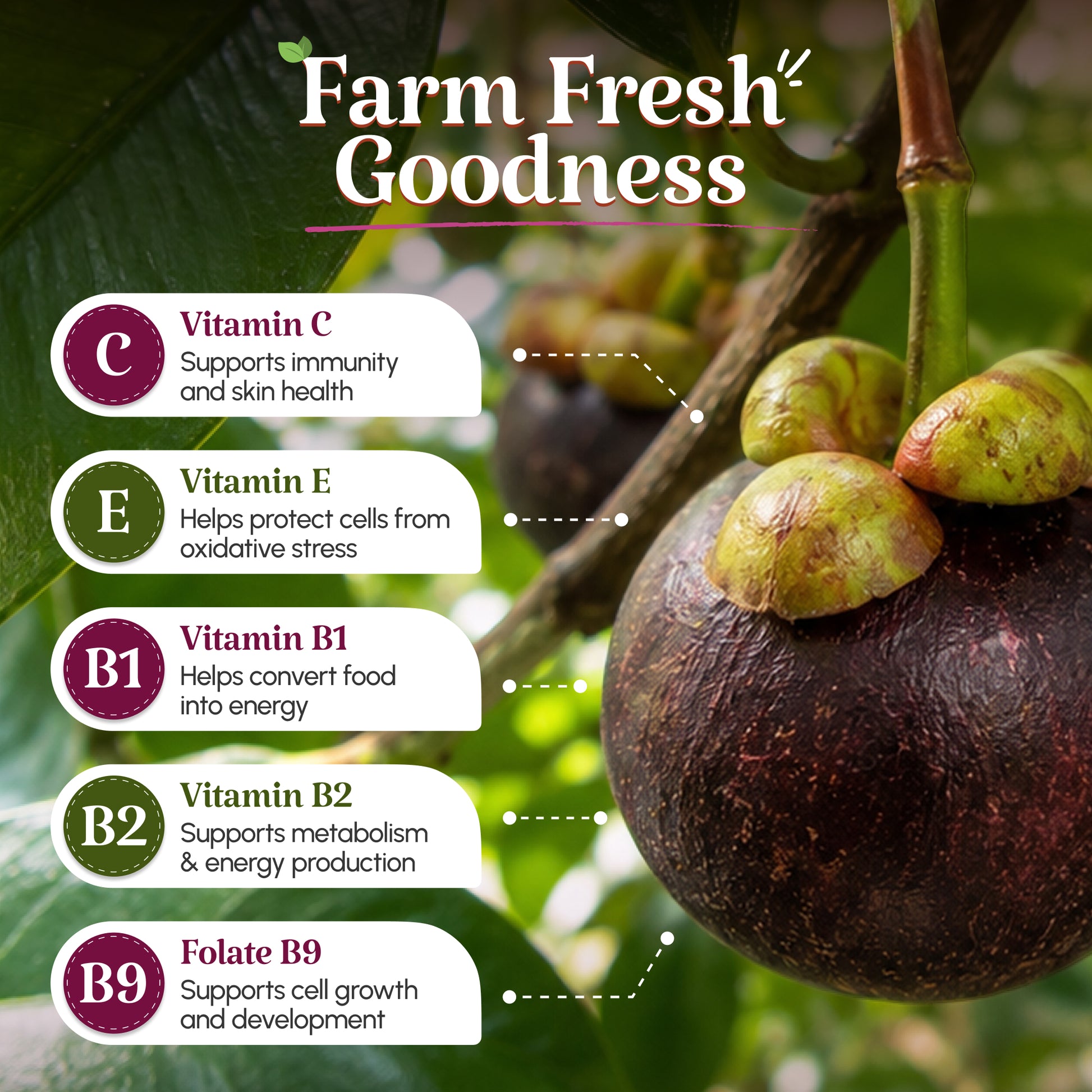 Mangosteen - Queen Of Fruits