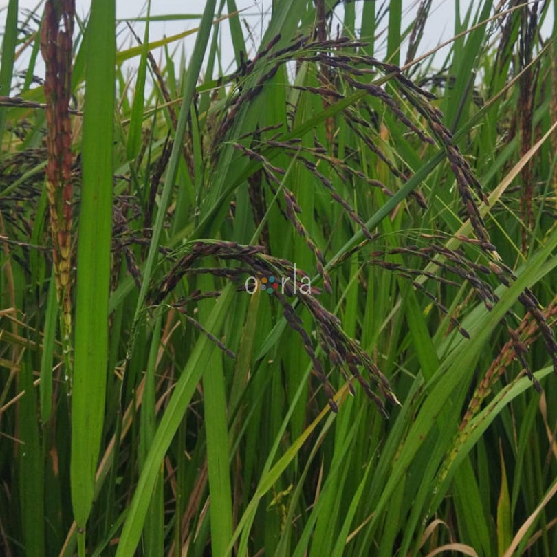 Sivappu Kavuni Rice