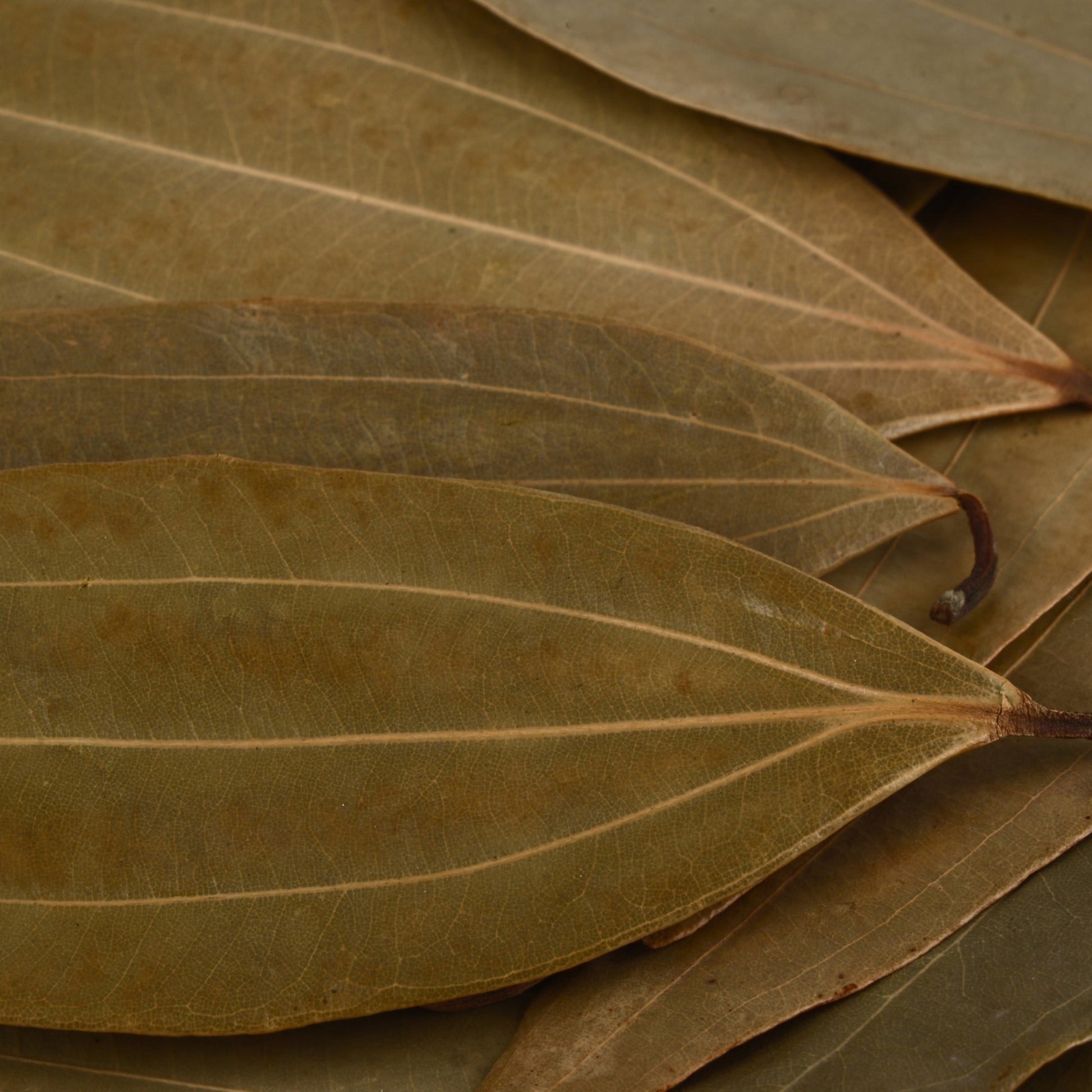 Bay Leaf