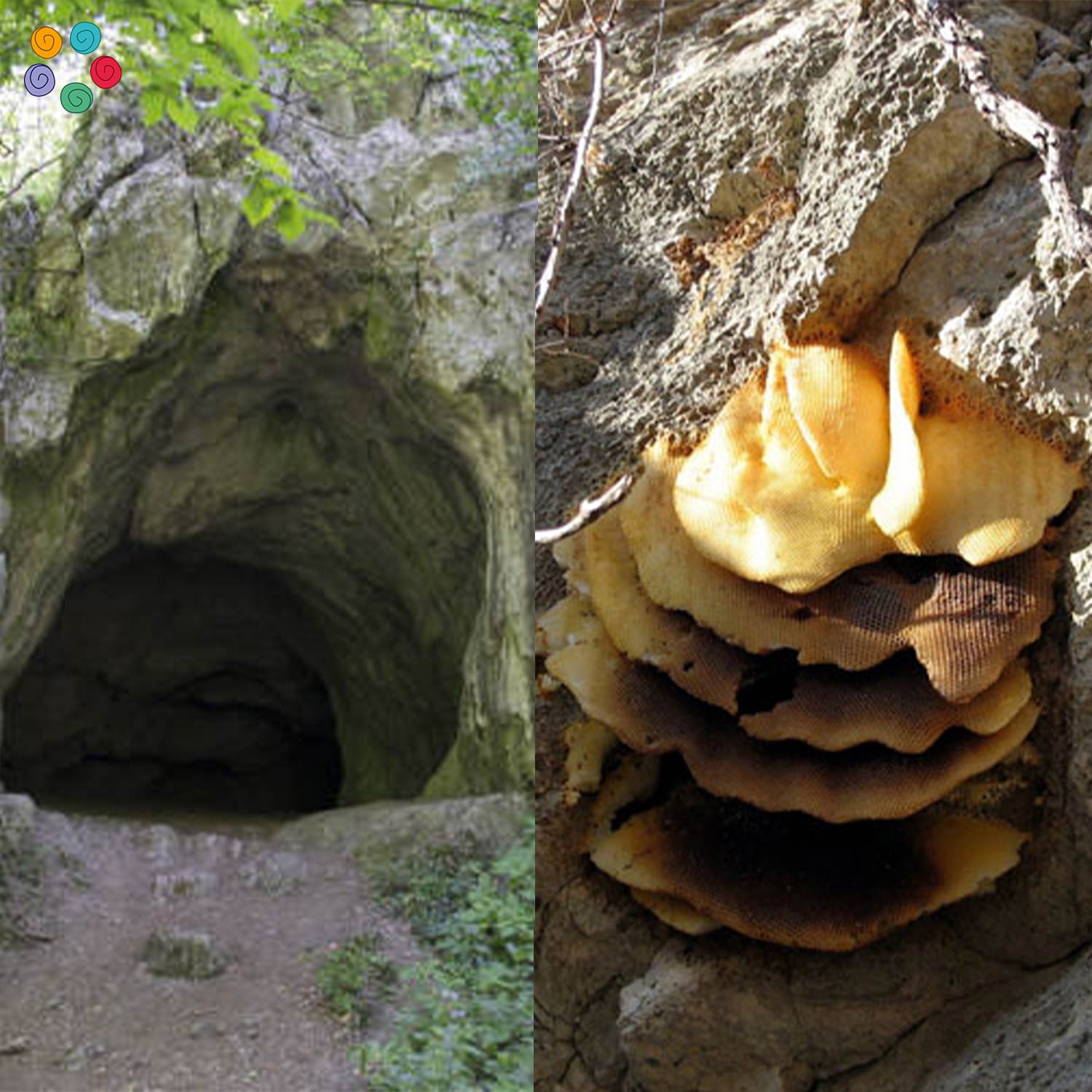 Cave Black Wild Honey